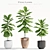 Ficus Lyrata: Stunning Indoor Decor 3D model small image 1