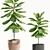 Ficus Lyrata: Stunning Indoor Decor 3D model small image 2