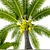 Tropical Coconut Palm Duo 3D model small image 2