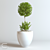 Stylish Indoor Plant CEDE 3D model small image 1