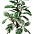 Stunning Ficus Robusta Set 1! 3D model small image 2