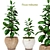 Ficus Robusta Bundle: Set of 2 3D model small image 1