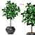 Lush Ficus Leafy Plant 3D model small image 1