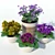 Blooming Beauty: Primrose 3D model small image 1