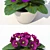 Blooming Beauty: Primrose 3D model small image 2