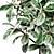 Elegant Ficus Tree: Beautiful, Low Maintenance 3D model small image 2