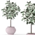 Elegant Ficus Tree: Beautiful, Low Maintenance 3D model small image 3