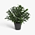 Vibrant Plant Collection 3D model small image 5