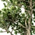 Elegant Magnolia Tree Model 3D model small image 2