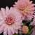 Dazzling Dahlias: Blooming Beauty 3D model small image 2