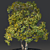 Harvest Maple Wood 3D Model 3D model small image 1