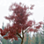 Graceful Red Maple Tree 3D model small image 3