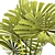 Exquisite Licuala Spinosa Palm 3D model small image 2