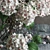 Title: Dual-tone Hydrangea Bouquets 3D model small image 3