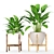 Potted Plant Collection 8 3D model small image 1