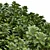 Botanically accurate Pittosporum model 3D model small image 2