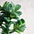 Lush Ficus Lyrata: Lifelike 3D Interior Plant 3D model small image 2
