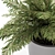 Lush Foliage Ferns 3D model small image 2