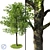 Natural Beech Tree Model 3D model small image 1
