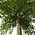 Natural Beech Tree Model 3D model small image 2