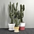 3 Carnegiea Cactus Set 3D model small image 1