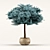 Colorado Blue Spruce: Stunning Polys & Verts 3D model small image 1