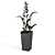 Zamioculcas Home: Ideal Greenery for Your Windowsill! 3D model small image 1