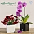 Lechuza Cube LS 35: Smart Pot for Orchids & Flowers! 3D model small image 1