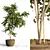 Benjamin Ficus Tree: High-quality 3D Model 3D model small image 1