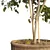 Benjamin Ficus Tree: High-quality 3D Model 3D model small image 3