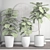 Graceful Ficus Lyrata Assortment 3D model small image 3