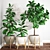 Ficus Robusta: Exquisite Potted Plant 3D model small image 1