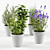 Concrete Pot Herb Collection 3D model small image 1