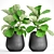 Ficus Lyrate Collection: 9 Varieties 3D model small image 2