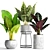 Tropical Pot Plant Collection 3D model small image 1