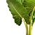 Tropical Elegance: Alocasia Plant 3D model small image 2