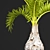 Hyophorbe Lagenicaulis: Exotic Palm Tree 3D model small image 2