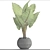 Exquisite Alocasia: Elegant and Rare 3D model small image 3