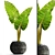 Tropical Elegance: Alocasia 3 3D model small image 1