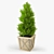 Realistic Thuja Tree 3D Model 3D model small image 1