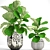 Lyrical Ficus: Majestic Greenery 3D model small image 1