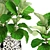 Lyrical Ficus: Majestic Greenery 3D model small image 2