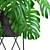 Tropical Delight: Monstera 2 3D model small image 2