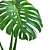 Tropical Dream Monstera: Exotic Beauty 3D model small image 2