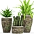 Variety of Potted Plants 3D model small image 1