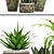 Variety of Potted Plants 3D model small image 2