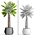 Yalta Fan Palm 3D model small image 3