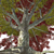 High-quality 3D Tree Model 3D model small image 2