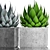 Agave Collection: Potted Plants 3D model small image 2