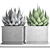 Agave Collection: Potted Plants 3D model small image 3